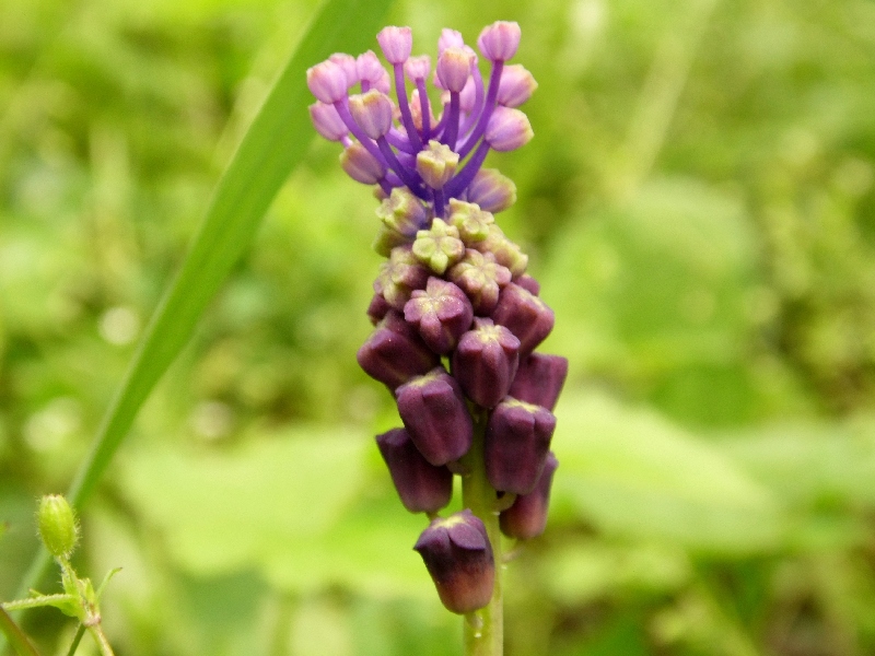 Muscari comosum